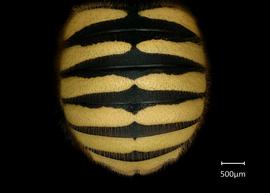  Fig 3,nbsp; Anthidium mormonum  nbsp; female abdomen, photo: Jeni Sidwell 
